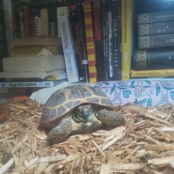 ✌♥🇺🇸♥🇺🇸♥🇺🇸♥✌ - Picture 5 of 14